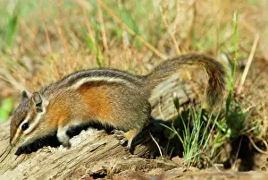 Chipmunks: Yellow-pine Chipmunk - in subalpine meadow