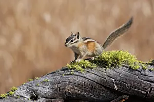 Rick: A Yellow Pine Chipmunk (Tamias amoenus)