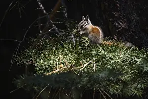 Chipmunks: Yellow-pine Chipmunk - Yellow-pine Chipmunk on a