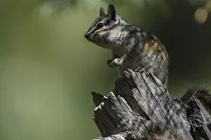 Chipmunks: Yellow-pine Chipmunk - Yellow-pine Chipmunk on a