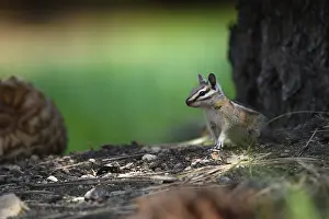 Chipmunks: Yellow-pine Chipmunk - Yellow-pine Chipmunk foraging