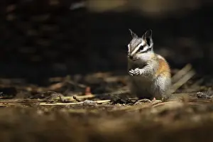 Chipmunks: Yellow-pine Chipmunk - Yellow-pine Chipmunk foraging