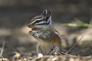 Chipmunks: Yellow-pine Chipmunk - Yellow-pine Chipmunk foraging