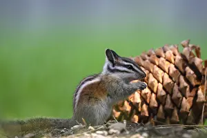 Chipmunks: Yellow-pine Chipmunk - Yellow-pine Chipmunk foraging