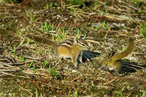 Chipmunks: Yellow-pine Chipmunks - pair
