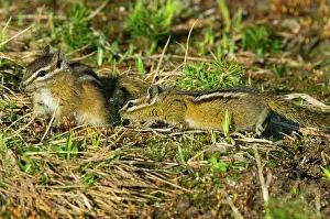 Chipmunks: Yellow-pine Chipmunks - sexual behaviour