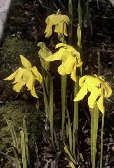 Pitcher: Yellow Pitcher Plant