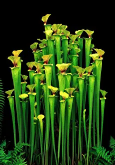 Pitcher: Yellow Pitcher Plant / Trumpets - CV Maxima