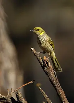 Lichenostomus: Yellow-plumed Honeyeater