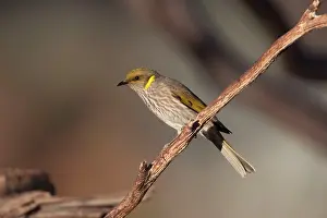 Honeyeaters: Yellow-plumed Honeyeater