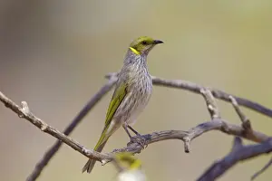 Lichenostomus: Yellow-plumed Honeyeater