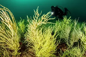 Lea Lee: Yellow Polyp Black Coral