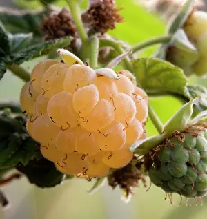 Bramble: Yellow raspberry (Rubus sp.) grown on the