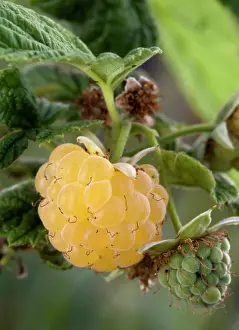 Russell: Yellow raspberry (Rubus sp.) grown on the