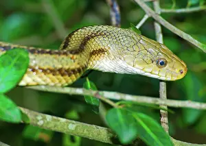 Obsoleta: Yellow Rat Snake