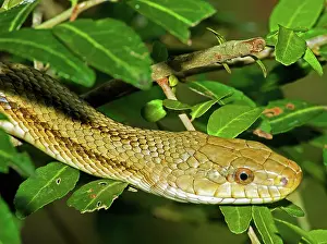 Obsoleta: Yellow Rat Snake