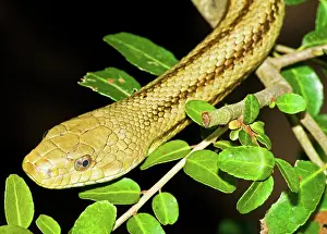 Obsoleta: Yellow Rat Snake