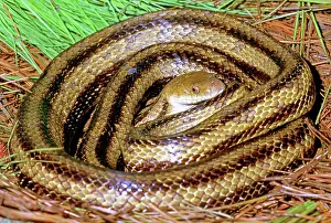 Quadrivittata: Yellow Rat Snake