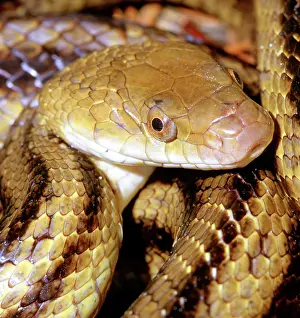 Quadrivittata: Yellow Rat Snake