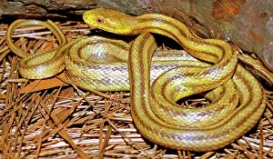 Quadrivittata: Yellow Rat Snake