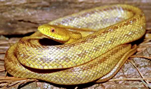 Quadrivittata: Yellow Rat Snake