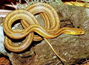 Quadrivittata: Yellow Rat Snake