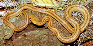 Quadrivittata: Yellow Rat Snake