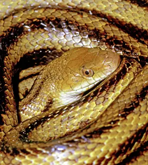 Quadrivittata: Yellow Rat Snake