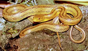 Quadrivittata: Yellow Rat Snake