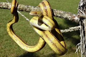 Harmless: Yellow Rat Snake
