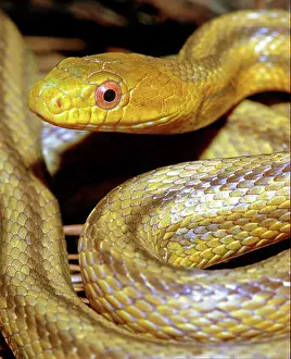 Blooded: Yellow Rat Snake