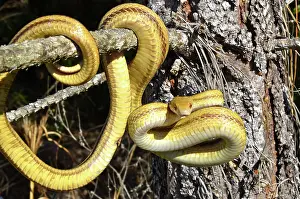 Harmless: Yellow Rat Snake