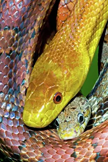 Colubridae: Yellow Rat Snake And Gray Rat Snake