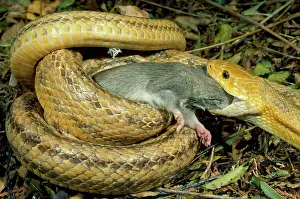Constricting: Yellow Rat Snake - with rat prey in mouth