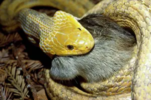 Constricting: Yellow Rat Snake - with rat prey in mouth