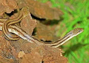 Obsoleta: Yellow Rat Snakes