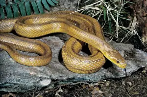 Ratsnake: Yellow Ratsnake
