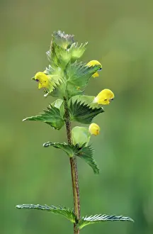 Rhinanthus: YELLOW RATTLE