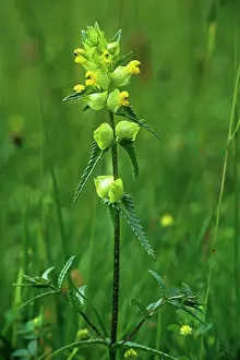 Rhinanthus: Yellow Rattle