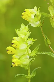 Rhinanthus: Yellow Rattle / Hay Rattle