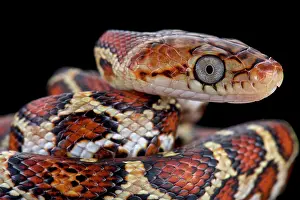 Ratsnake: Yellow-red Rat Snake (Pseudelaphe flavirufa), Mexico
