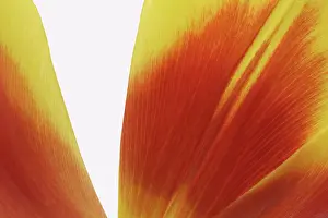 Liliales: Tulip