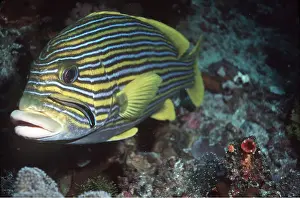 Valerie & Ron Taylor: Yellow-Ribbon Sweetlips Fish and cleaner wrasse