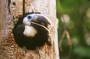 Treehole: Yellow-ridged Toucan