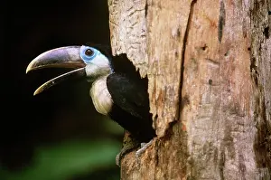 Treehole: Yellow-ridged Toucan