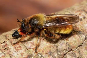 Murder: Yellow robber fly Yellow murder fly with prey sitting