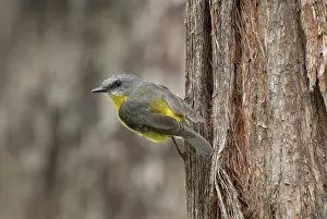 Eopsaltria: Yellow Robin