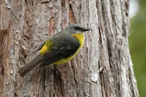 Eopsaltria: Yellow Robin