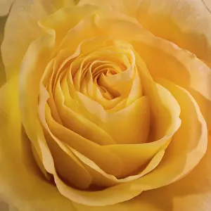 Romance: Yellow Rose