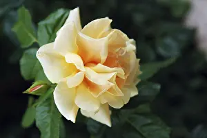 Seedling: Yellow rose flower